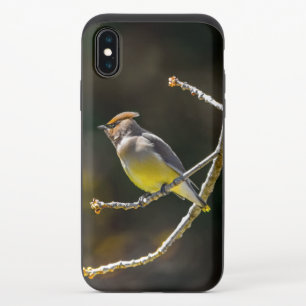 Cedar Waxwing Songbird Original Wild Bird Photo iPhone X Slider Case