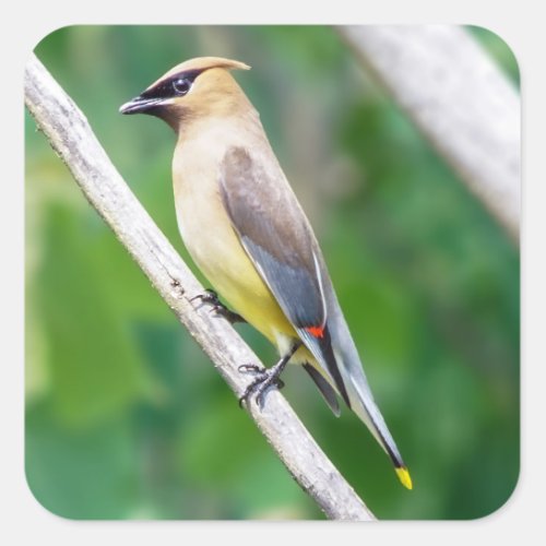 Cedar Waxwing Sticker