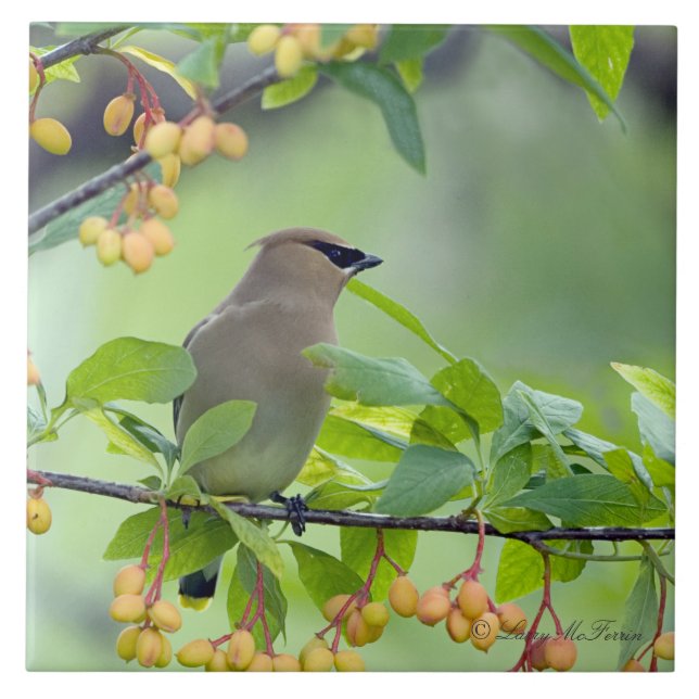 Cedar Waxwing Tile (Front)