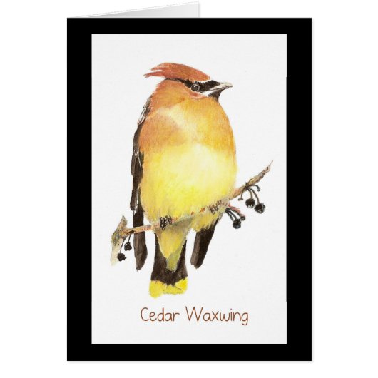 Cedar Waxwing, Watercolor Bird Cards (Front)