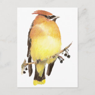 Cedar Waxwing, Watercolor Bird Postcard