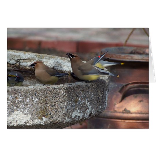 Cedar Waxwings And Birdbath Card