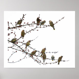 Cedar Waxwings Poster