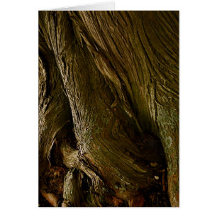 Cedars at St. Joseph's door County, WI