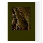 Cedars at St. Joseph's door County, WI Cards (Inside (Left))
