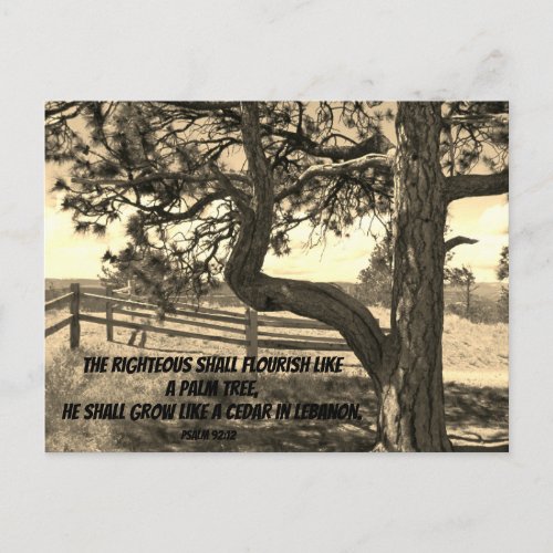 Cedars of Lebanon Bible Verse Psalm 9112 Postcard