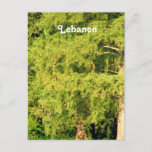 Cedars of Lebanon Postcard