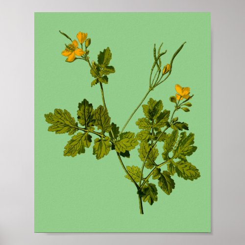 celandine floral flower herb poster