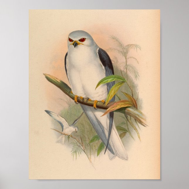 Celebean Elanus White Kite Bird Vintage Art Print (Front)
