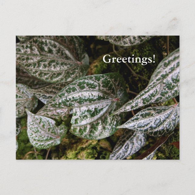 Celebes Pepper Postcard (Front)