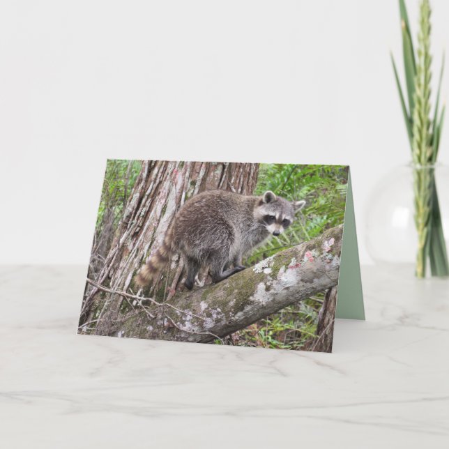 Celebrate Your Birthday Like A Raccoon  Card (Front)