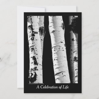 Celebration of Life, Aspen Trees Black and White