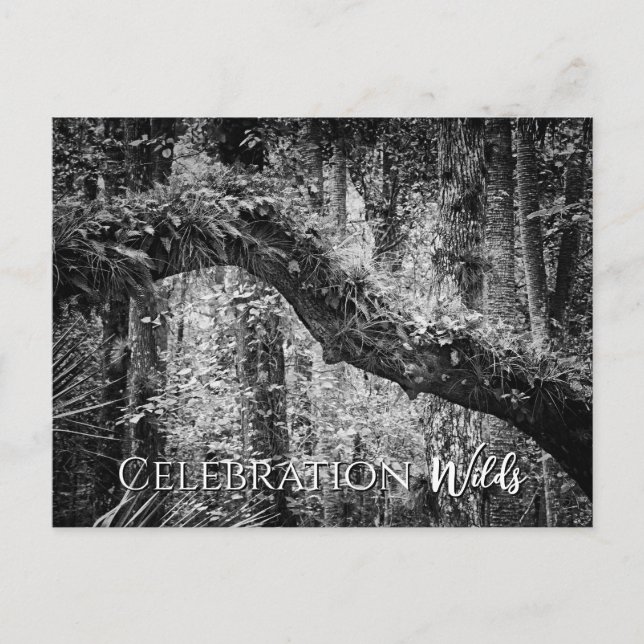 Celebration Wilds Postcard (Front)