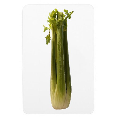 Celery Photo Magnet