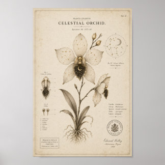 Celestial Orchid Victorian Botanical Museum Print