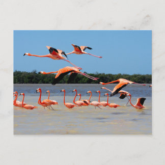 Celestun Biosphere Reserve Postcard