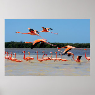 Celestun Biosphere Reserve Poster