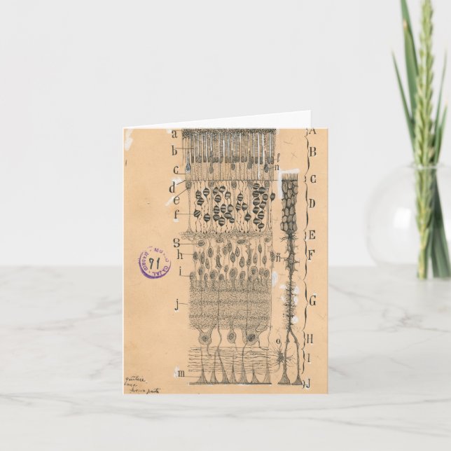 Cell Drawing Eye Retina Santiago Ramon Y Cajal Card (Front)