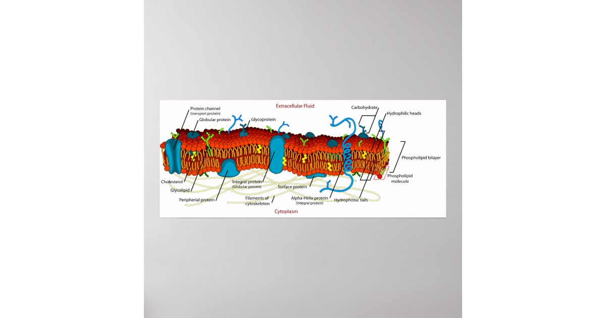 Cell Membrane Diagram Common in all Living Cells Poster ...