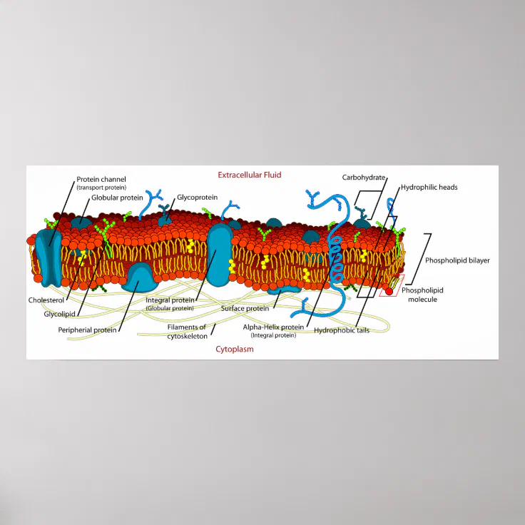 cell membrane labeled