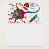 Cell Neurons Healthy (Front & Back)