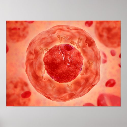 Cell Nucleus With Chromosome 2 Poster