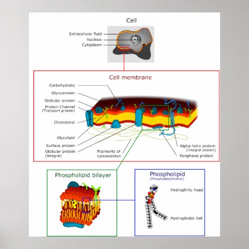 Cell Plasma Membrane Plasmalemma Diagram Poster