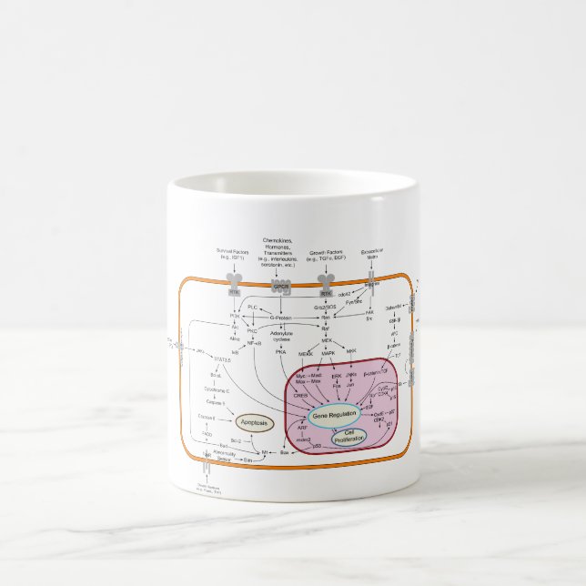 Cell Signal Transduction Pathways Diagram Coffee Mug (Center)