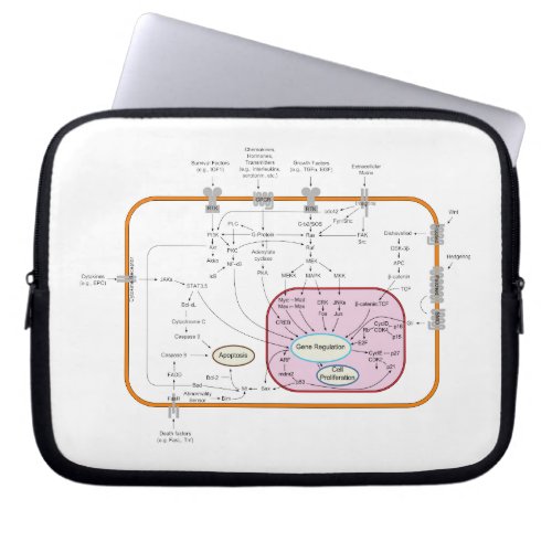 Cell Signal Transduction Pathways Diagram Laptop Sleeve