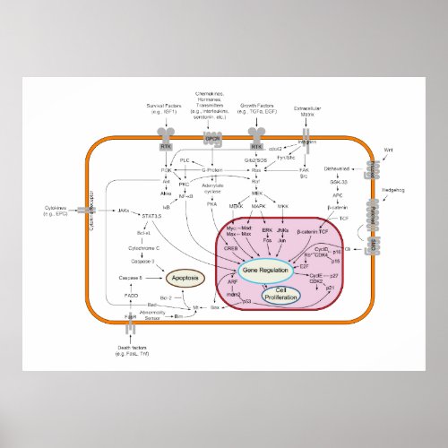 Cell Signal Transduction Pathways Diagram Poster