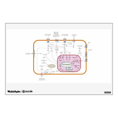 Cell Signal Transduction Pathways Diagram Wall Sticker