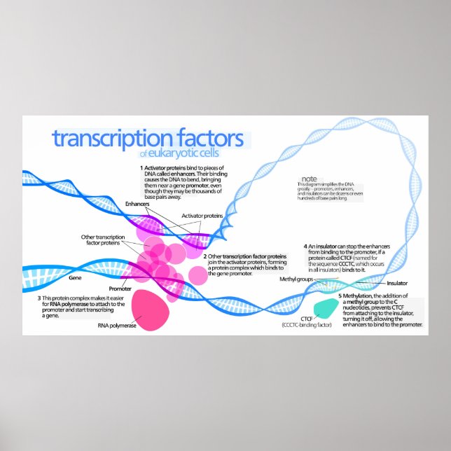 Cells Gene Transcription Factors Diagram Poster (Front)