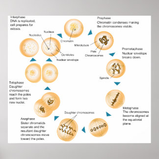 Mitosis Posters | Zazzle