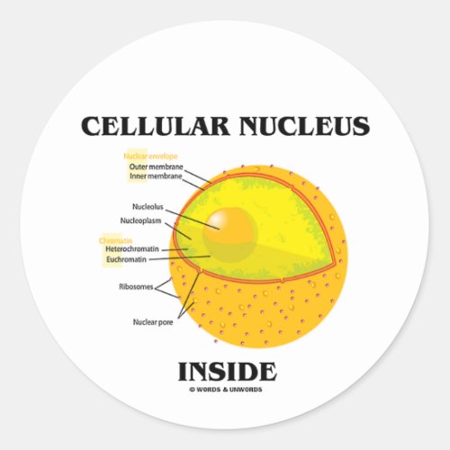 Cellular Nucleus Inside Cell Biology Classic Round Sticker