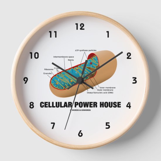Cellular Power House Mitochondrion Clock