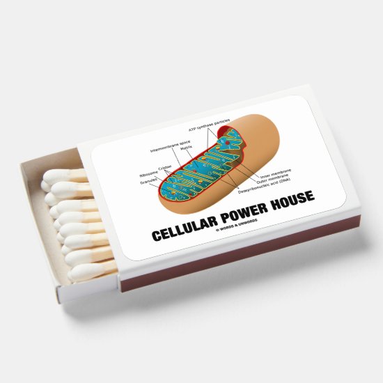 Cellular Power House Mitochondrion Matchboxes