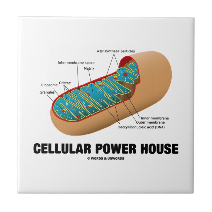 Cellular Power House (Mitochondrion) Tiles