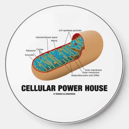 Cellular Power House Mitochondrion Wireless Charger