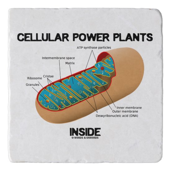 Cellular Power Plants Inside Mitochondrion Trivet
