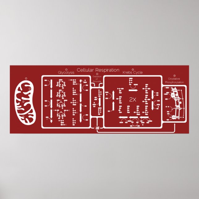 Cellular Respiration 42x16 Poster (Front)