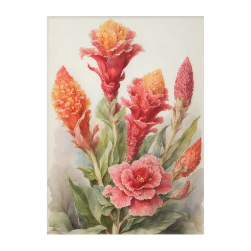 Celosia Acrylic Print