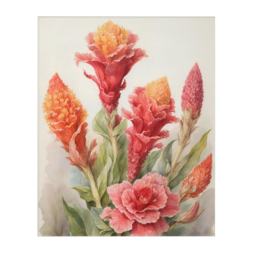 Celosia Acrylic Print