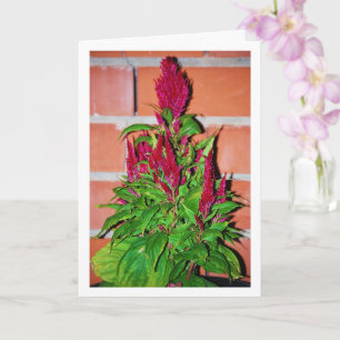 Celosia Argentea - Dragon's Breath - Plant Card