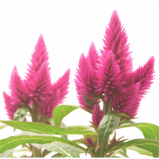 Celosia argentea sticker (Front)