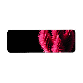 Celosia Caracas. Cockscombs. Pink Flowers. Label