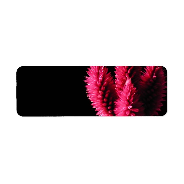 Celosia Caracas. Cockscombs. Pink Flowers. Label (Front)