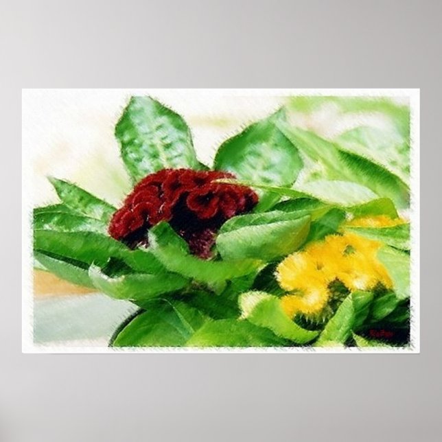 Celosia/Cockscomb Poster (Front)
