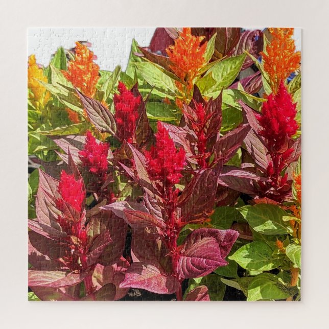 CELOSIA FLOWERS  JIGSAW PUZZLE (Vertical)