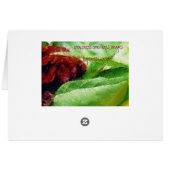 Celosia Plant Flowers Cockscomb Cards (Back Horizontal)