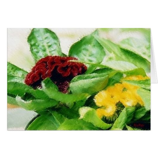 Celosia Plant Flowers Cockscomb Cards (Front Horizontal)